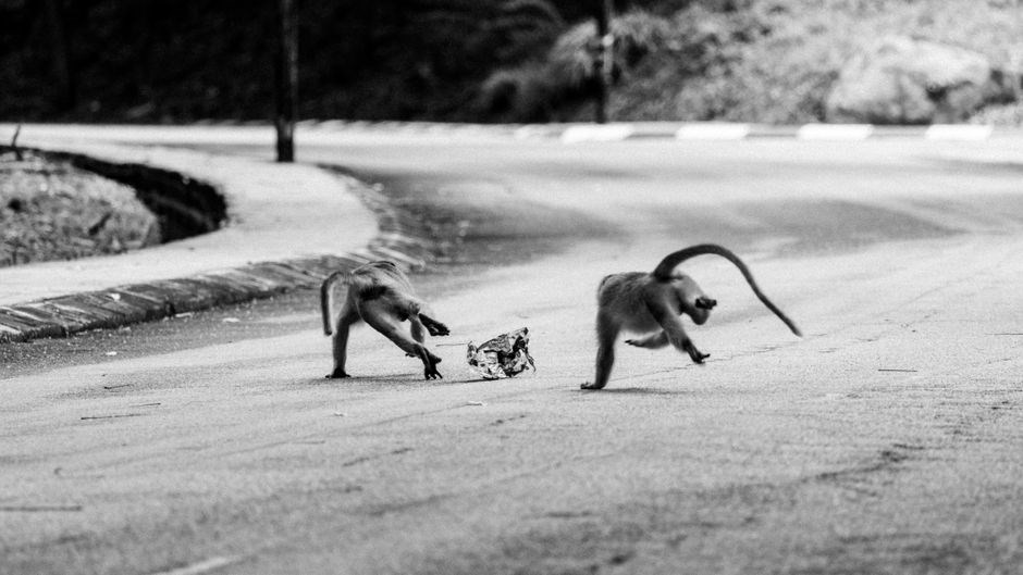 the monkey’s paw pdf