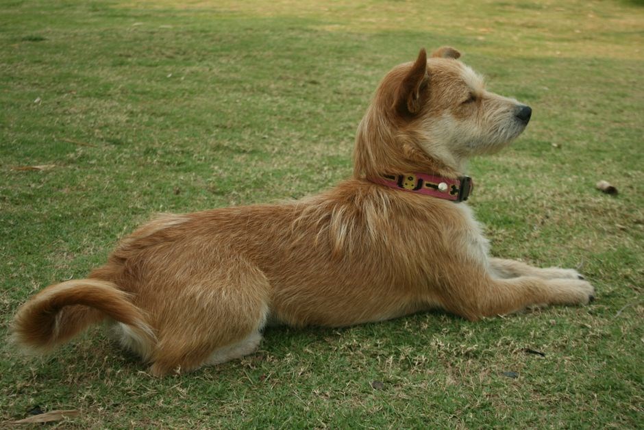 delupet shock collar manual